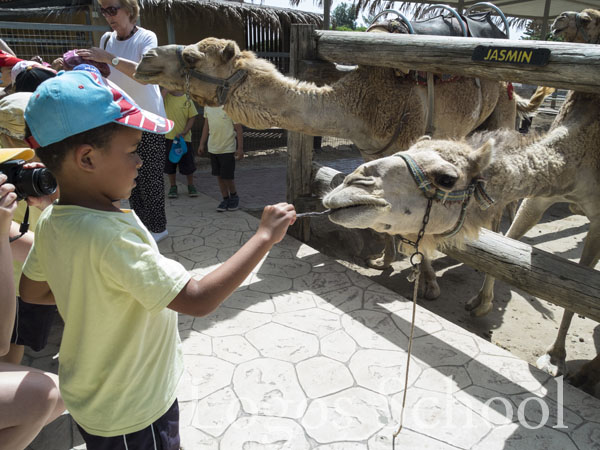 Kindergarten Camel Park