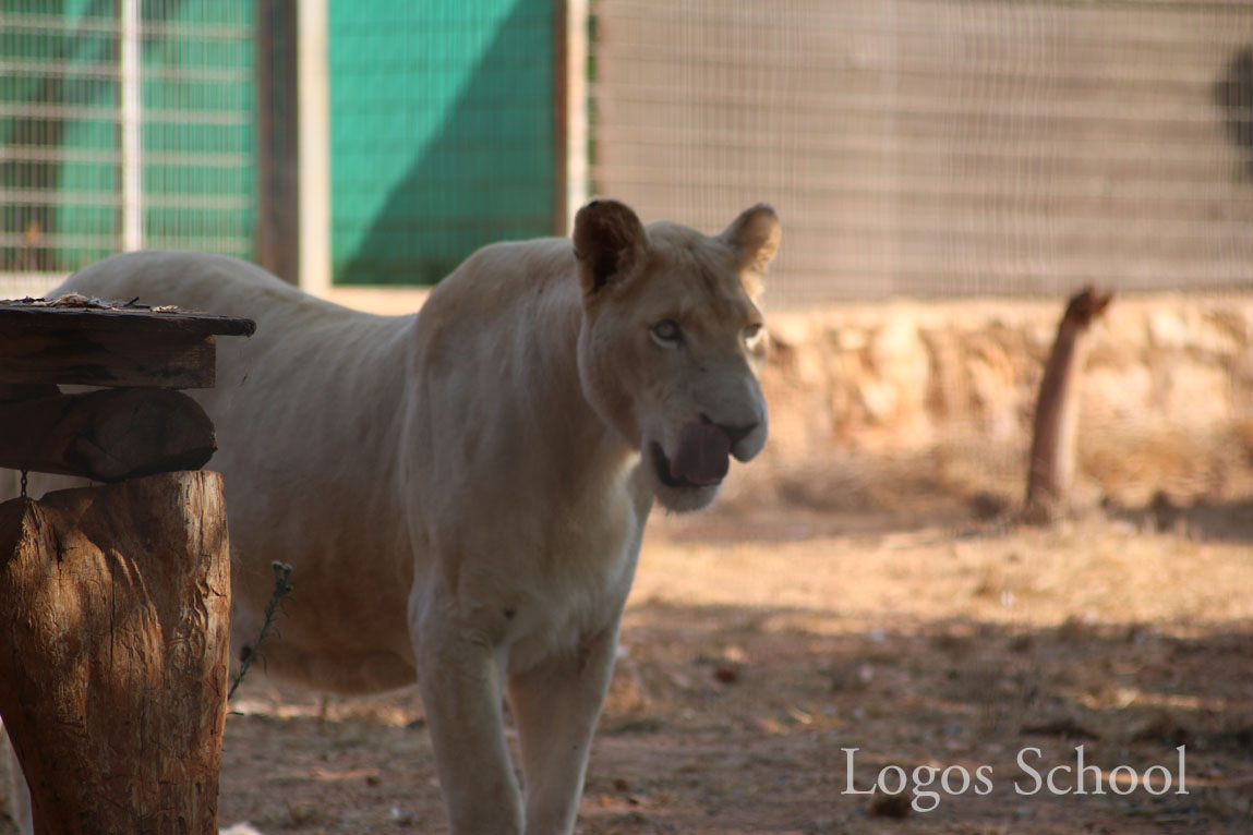 Primary Zoo Trip