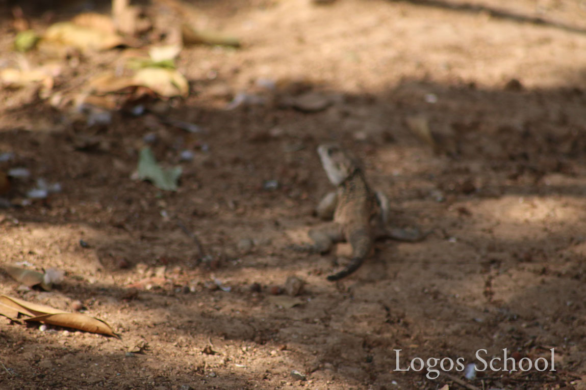 Primary Zoo Trip